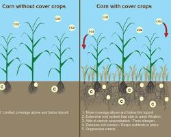 Cover cropping benifits