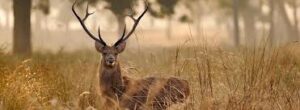 Explore the Wild Heart of India: Kanha National Park, Madhya Pradesh