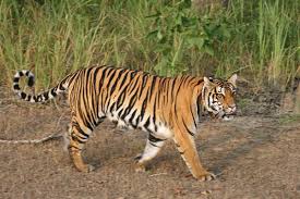 Explore the Wild Heart of India: Kanha National Park, Madhya Pradesh