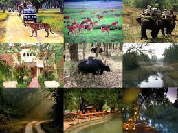 Explore the Wild Heart of India: Kanha National Park, Madhya Pradesh