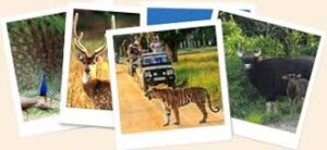 Explore the Wild Heart of India: Kanha National Park, Madhya Pradesh